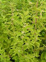 Lycope d'Europe, Lycopus europaeus (fam Lamiacees) (Europe ouest, Asie, Asie centrale, Chine, Japon) (2) (Photo F. Mrugala)